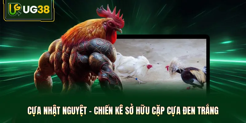 Cựa Nhật Nguyệt - Chiến Kê Sở Hữu Cặp Cựa Đen Trắng