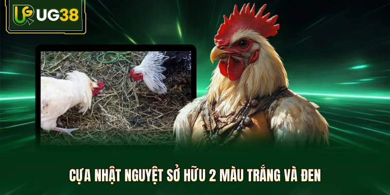 Cựa nhật nguyệt sở hữu 2 màu trắng và đen