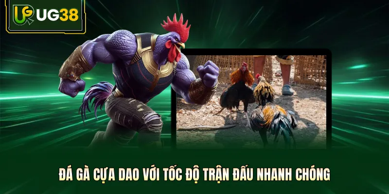 Đá gà cựa dao với tốc độ trận đấu nhanh chóng