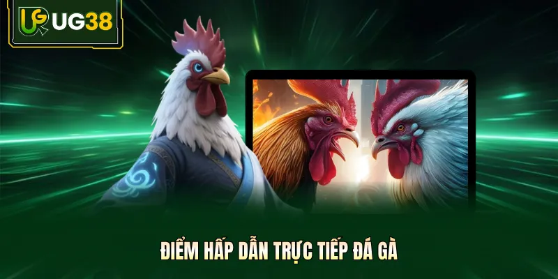 Điểm hấp dẫn trực tiếp đá gà