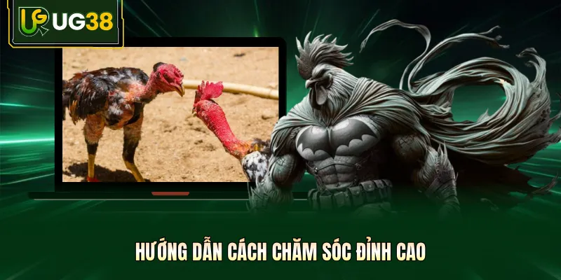 Hướng dẫn cách chăm sóc đỉnh cao